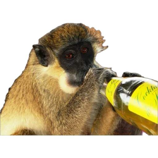Monkey пон sticker 🍺
