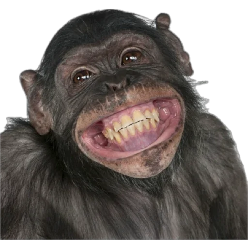 Telegram Sticker «Monkey пон» 😅