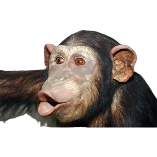 Telegram Sticker «Monkey пон» 😬