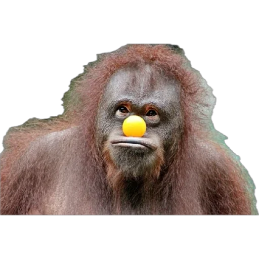 Monkey пон emoji 😬