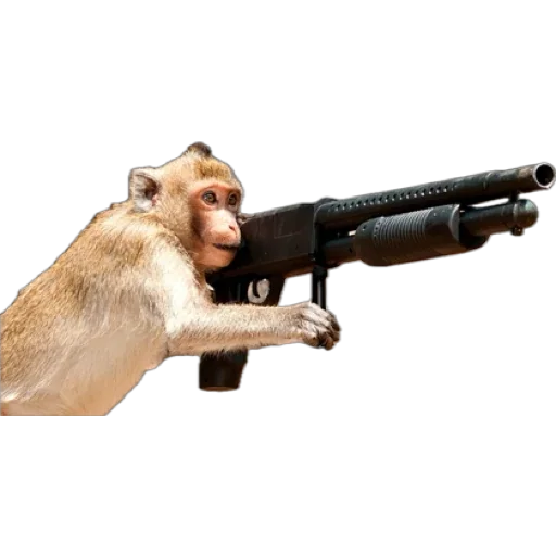 Telegram stiker «Monkey пон» 🔫