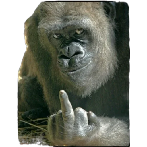 Telegram Sticker «Monkey пон» 🖕