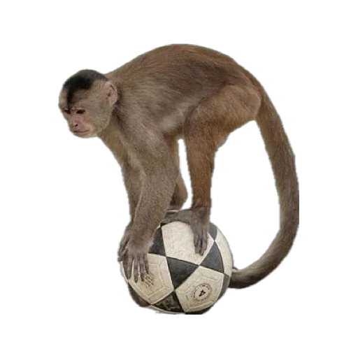 Monkey пон sticker ⚽️