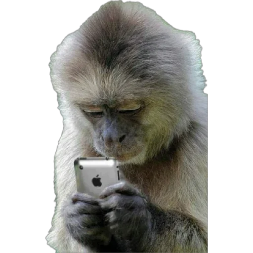 Telegram stiker «Monkey пон» 📱