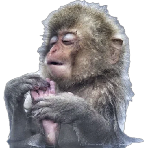 Telegram Sticker «Monkey пон» 🛁