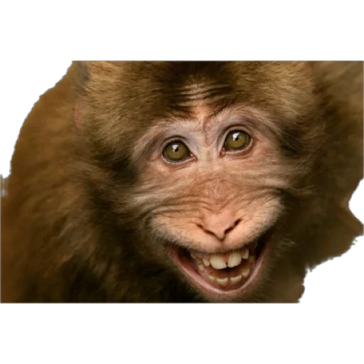 Telegram Sticker «Monkey пон» 😁