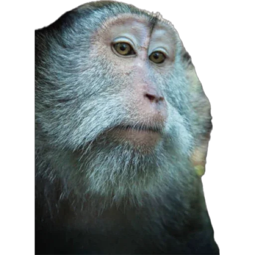Telegram Sticker «Monkey пон» 😶