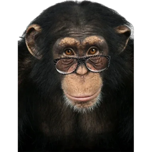 Telegram Sticker «Monkey пон» 🧠