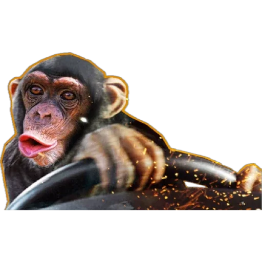 Telegram Sticker «Monkey пон» 🚘