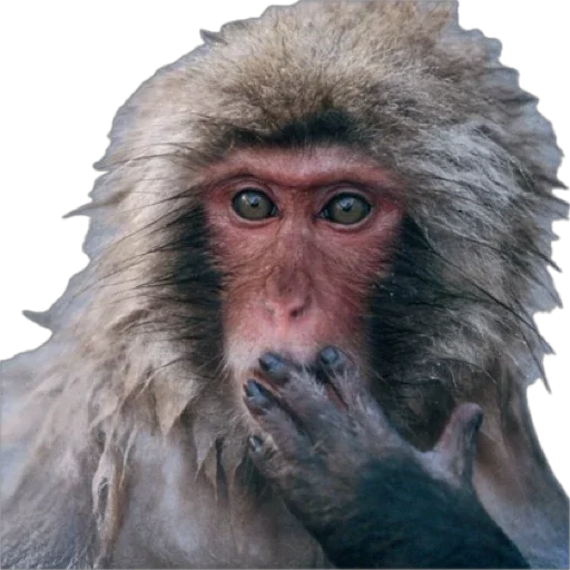 Telegram Sticker «Monkey пон» 😨