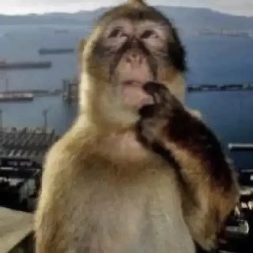 Telegram stiker «Monkey Memes» 🧐