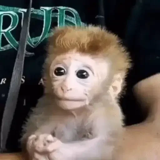 Monkey Memes sticker 🥺