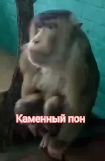 обезьяни пон  sticker 🙄