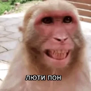 Эмодзи обезьяни пон  😡