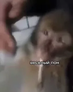 Эмодзи обезьяни пон  👎