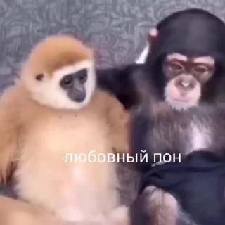 Стикер обезьяни пон  😭