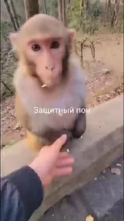 обезьяни пон stiker 🤔