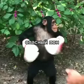 Эмодзи обезьяни пон  😁