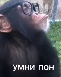 обезьяни пон  sticker 🏊