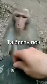 Стікер обезьяни пон 💀