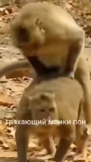 Стікер обезьяни пон 🥶