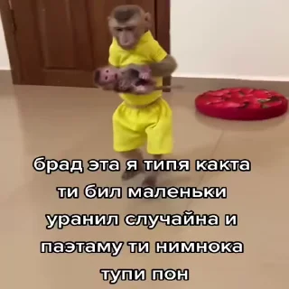 Стікер Обезьяны ПОН 🐵
