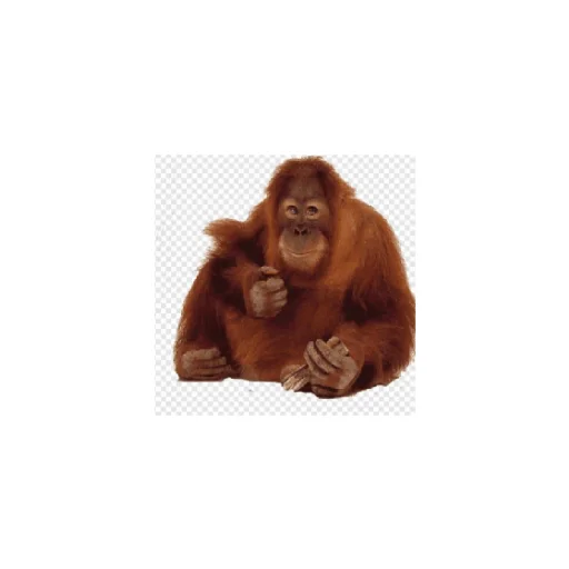 Telegram stiker «Monkeys» 😄