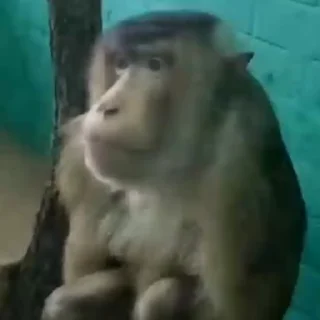 Monkey 🐒 emoji 🦍