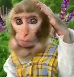 Monkey 🐒 emoji 🐵