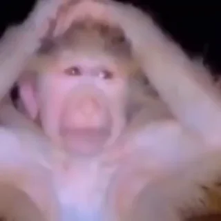 Monkey 🐒 emoji 👯‍♀️