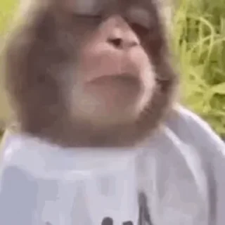 Monkey 🐒 emoji 🫂