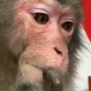 Стікер Monkey 🐒 🤔