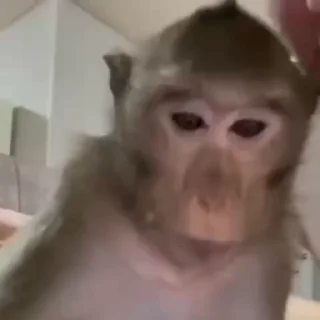 Monkey 🐒 emoji 😐