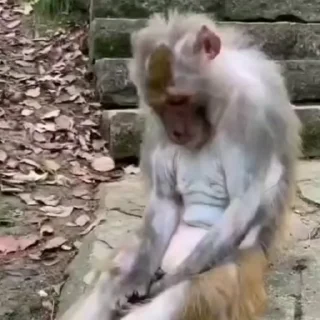 Стікер Monkey 🐒 😔