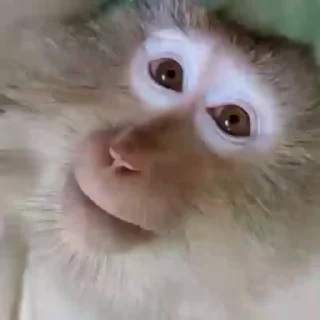 Стікер Monkey 🐒 🤨