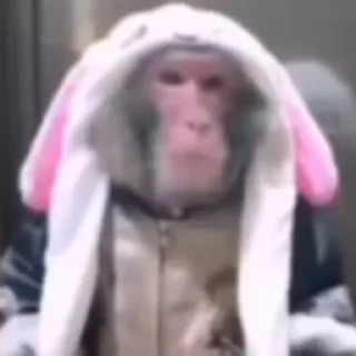 Monkey 🐒 emoji 💇‍♂️