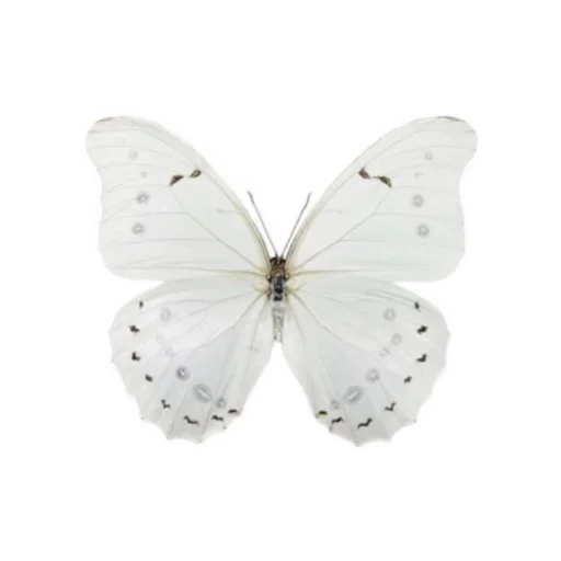 White | Белые stiker 🦋