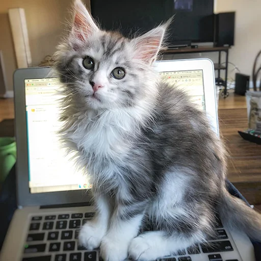 Mainecoon cats sticker 💻