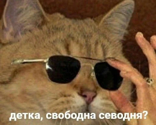 Стикер Telegram «коты и мемы» 😎