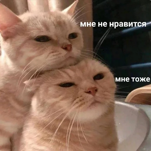 Telegram Sticker «коты и мемы» 🖕