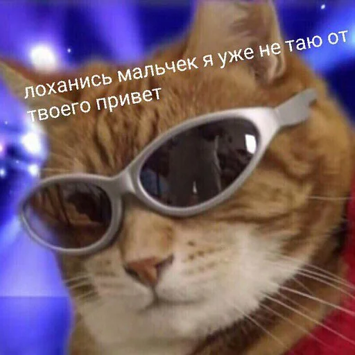 Стікер Telegram «коты и мемы» 🖕