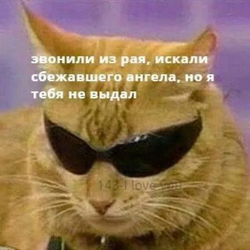 Стикер Telegram «коты и мемы» 😴