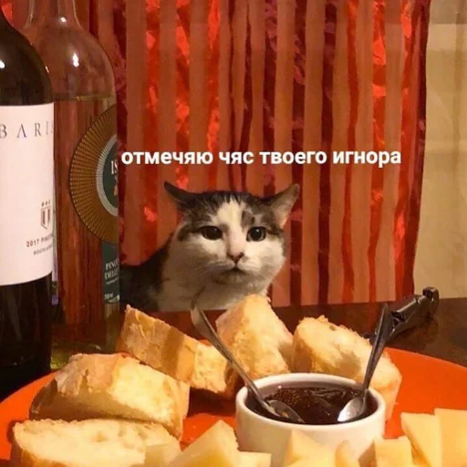 Емодзі коты и мемы 😴