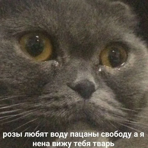 коты и мемы sticker 😭