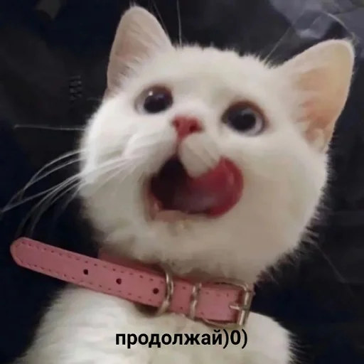 Telegram stiker «коты и мемы» 😏
