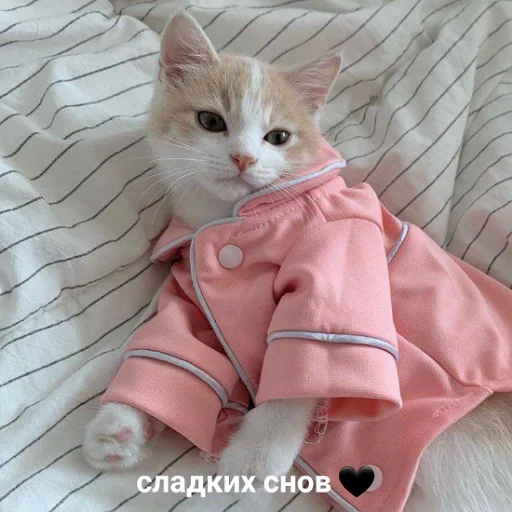 Стікер Telegram «коты и мемы» 😴