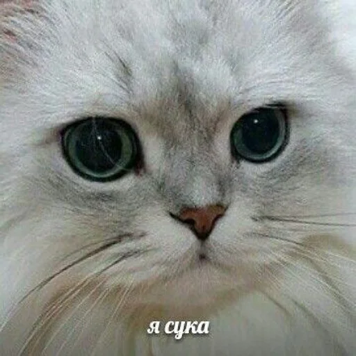 Telegram Sticker «коты и мемы» 😎