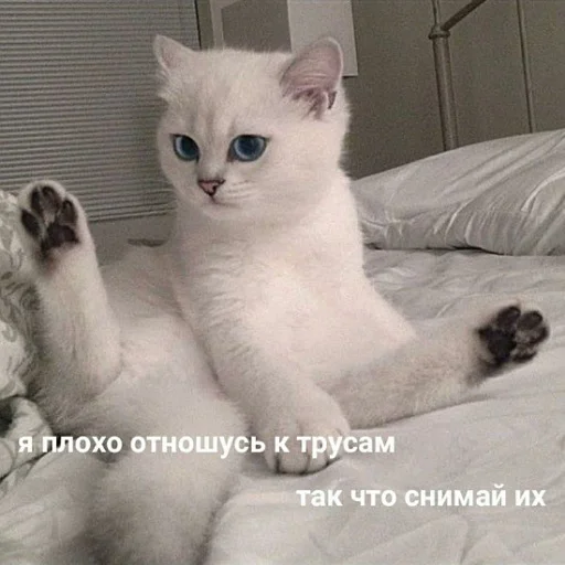 Стікер Telegram «коты и мемы» 🩲