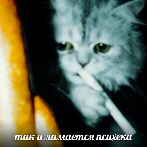 Telegram Sticker «коты и мемы» 😭