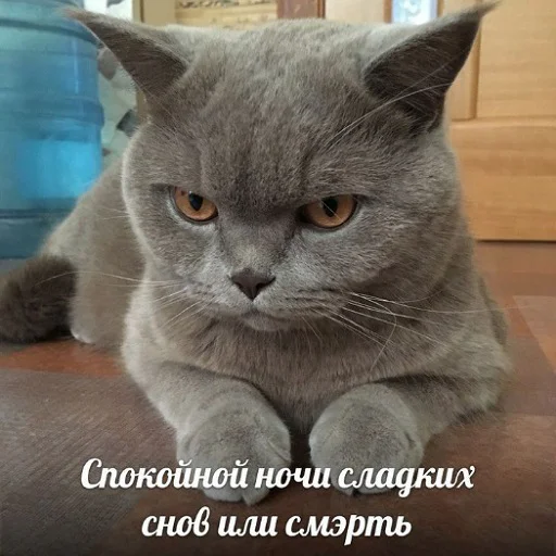 Telegram Sticker «коты и мемы» 😴